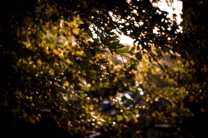 autumn:)