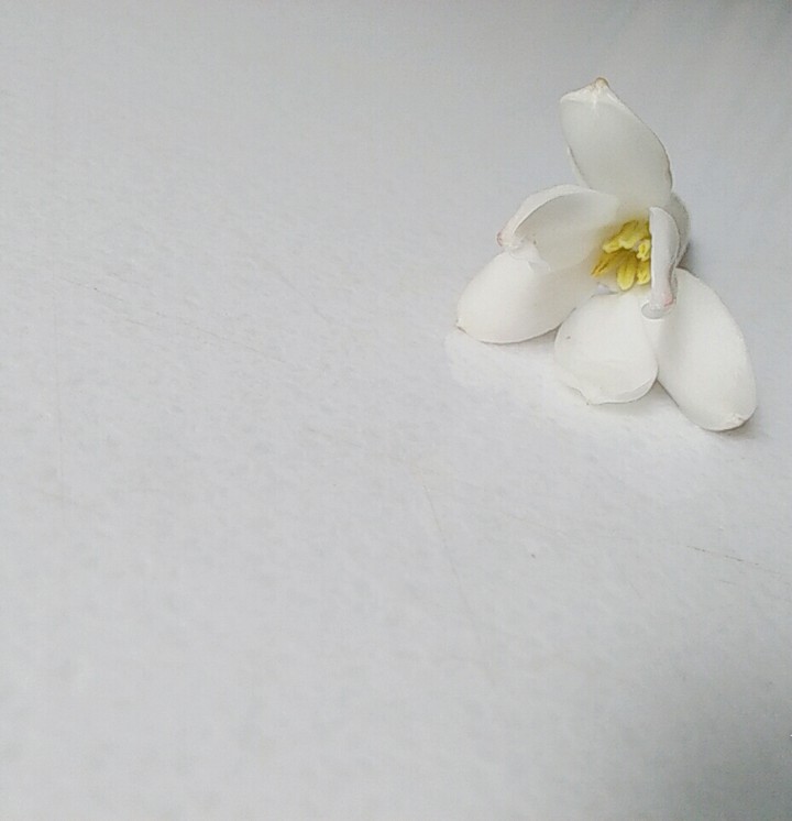 white flower