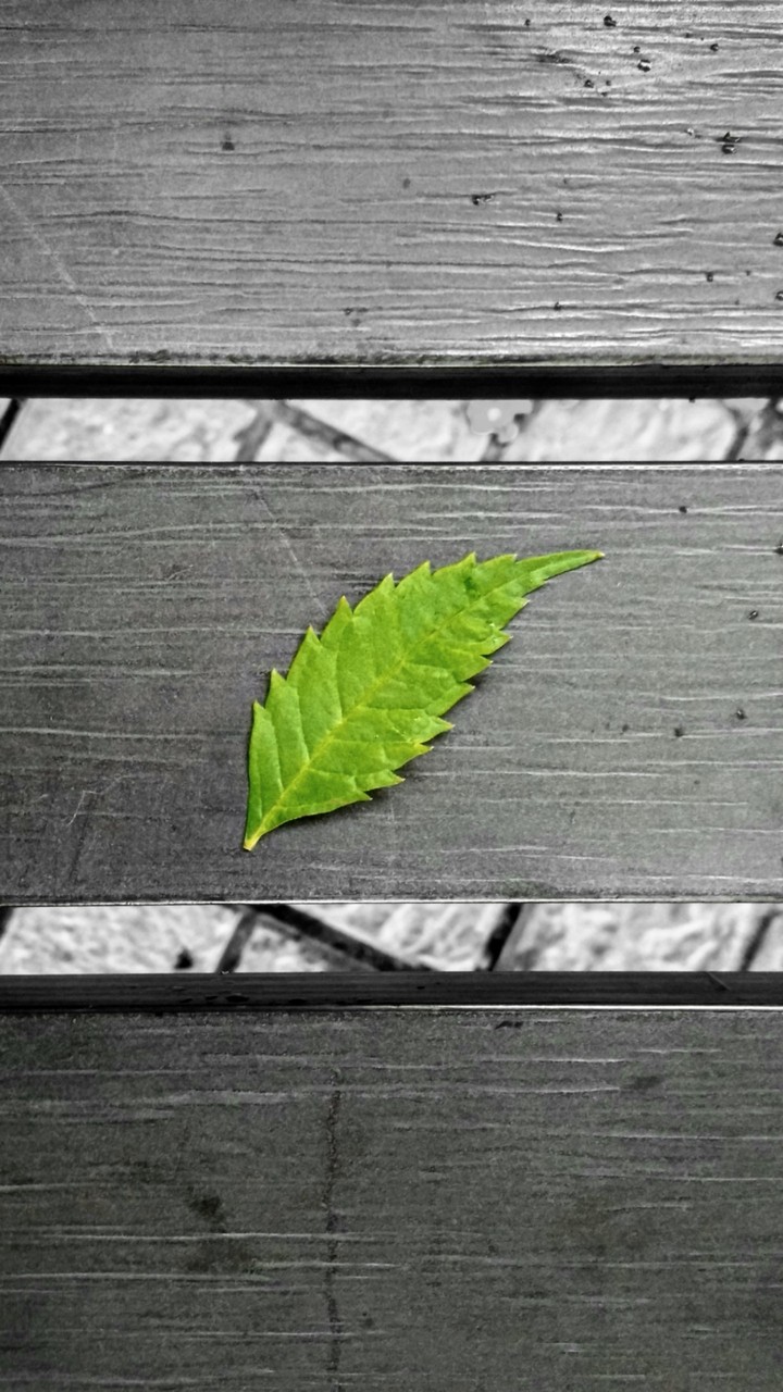 The Leave