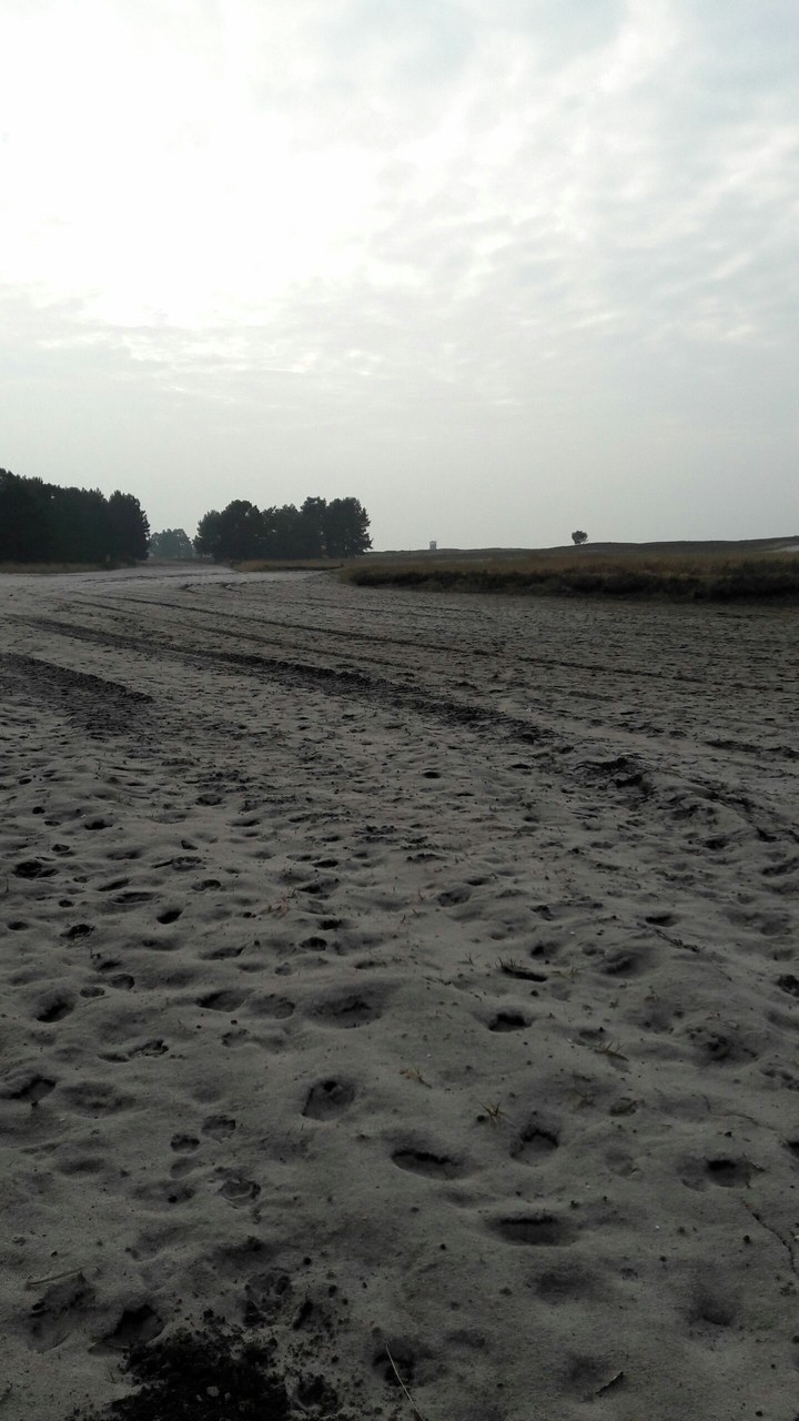 Senne