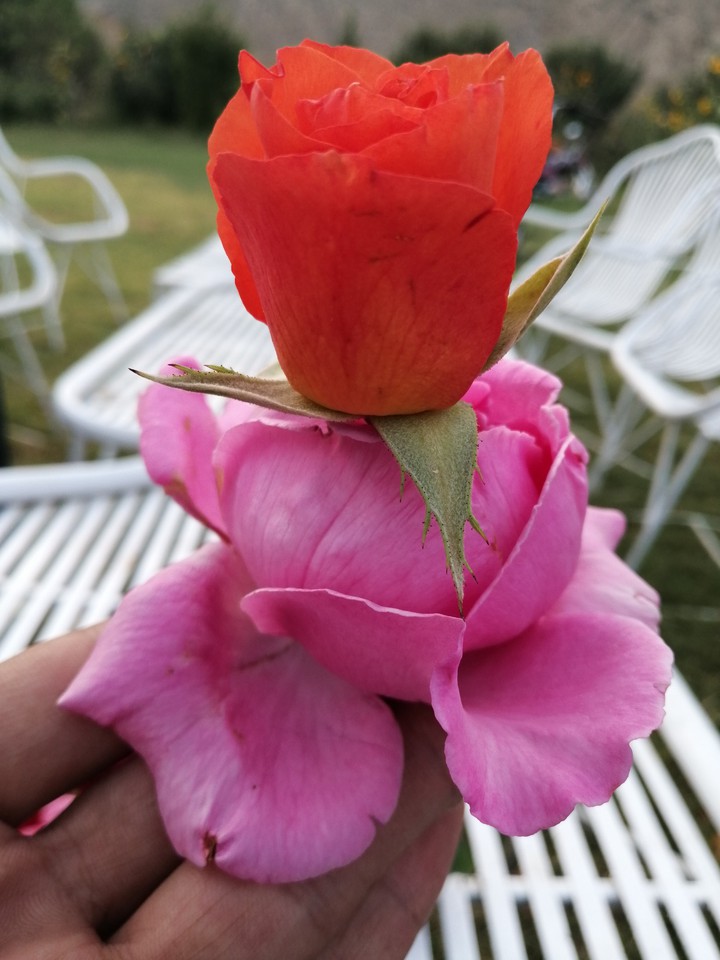 two flawers