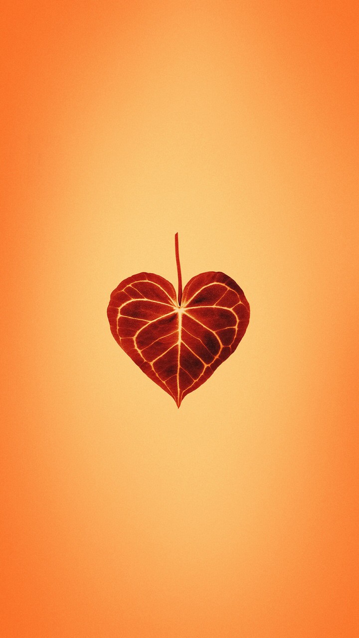 Wallpaper Of The Day ❤️