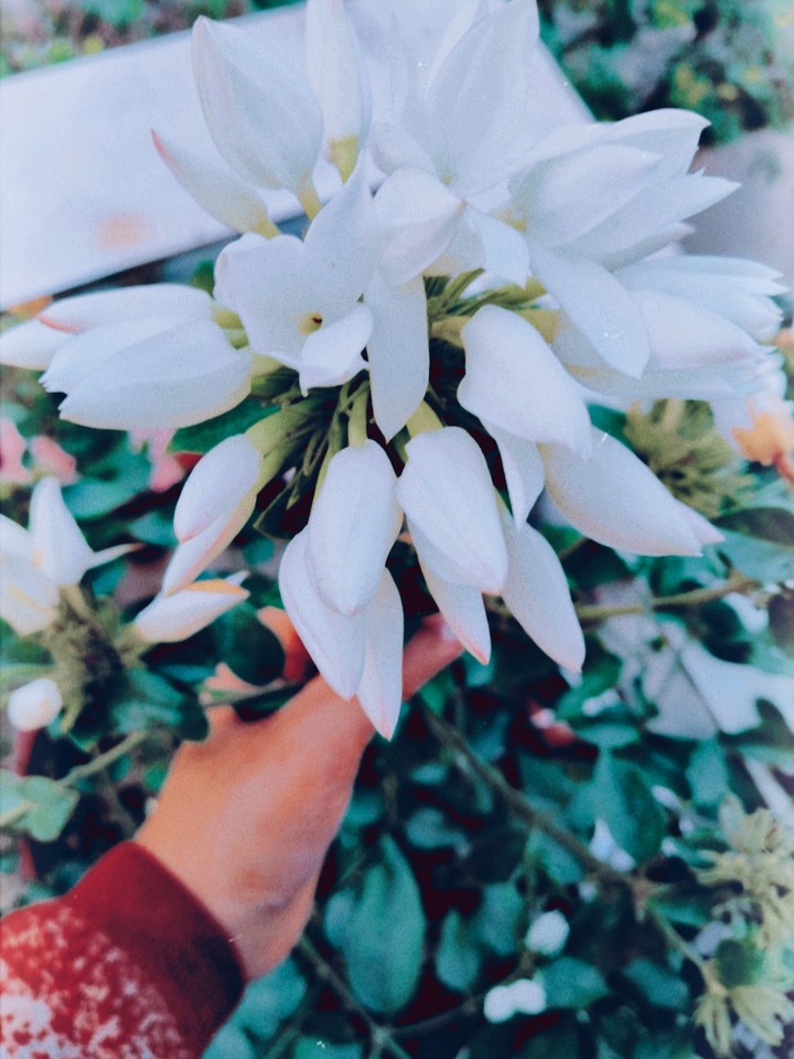 flower girl