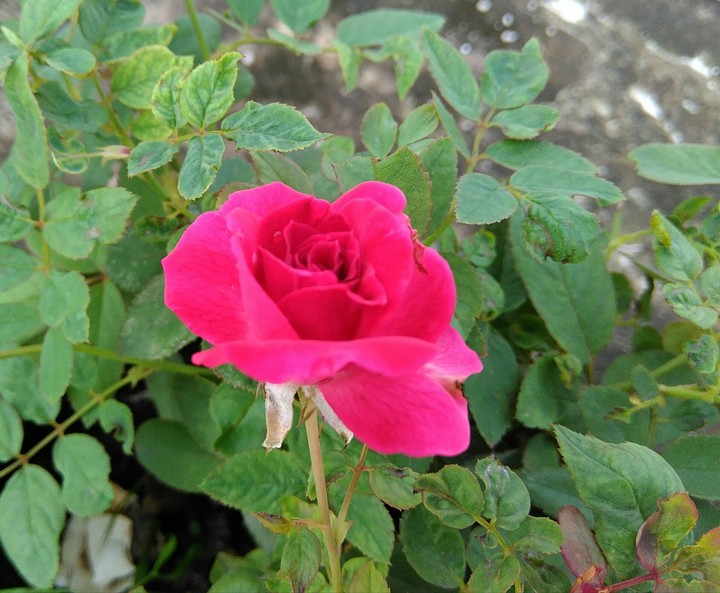 Rose