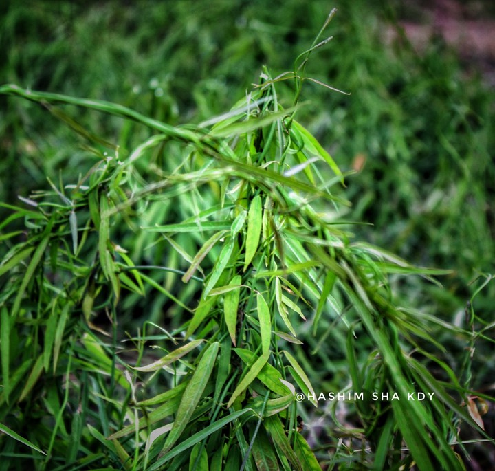 greeny