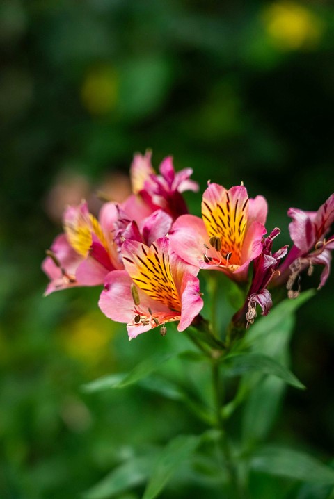 alstroemeriaceae, Close-up壁紙