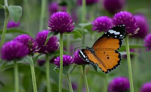 Nature ......