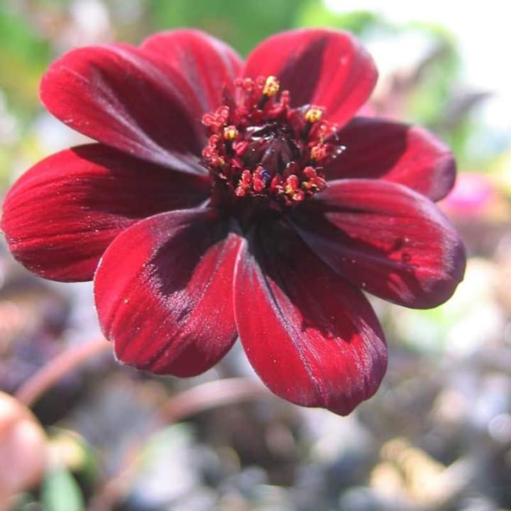Chrysanthemum Chocolate