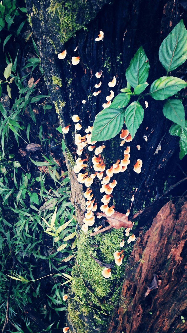 Fungus and moss