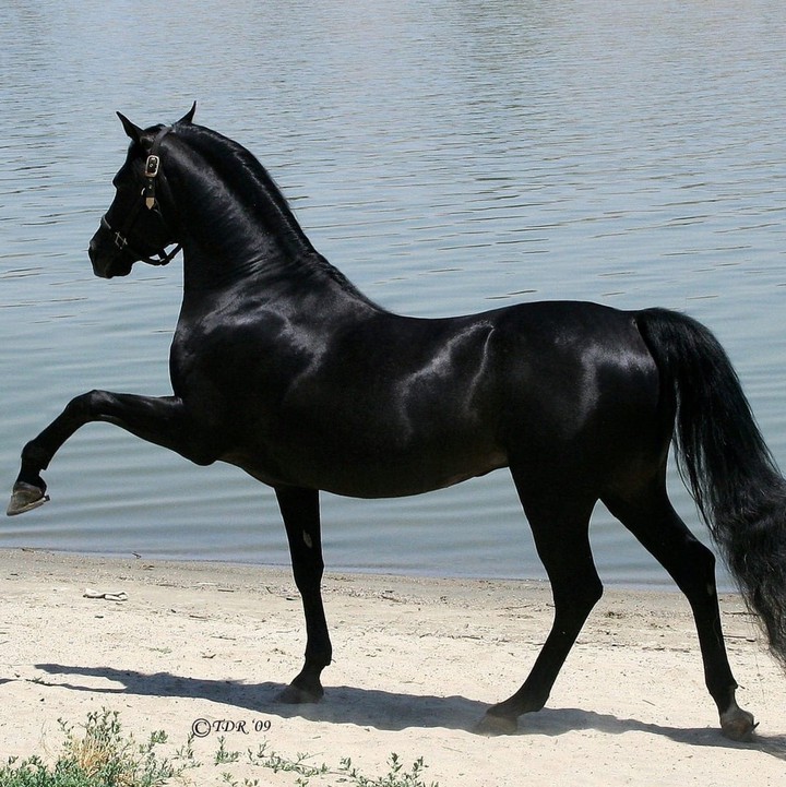 horse