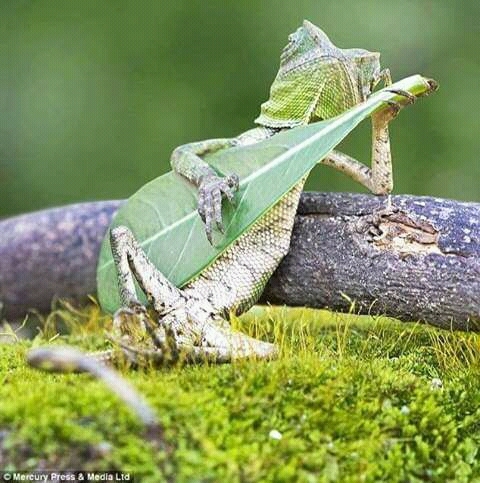 Guitar lovers
