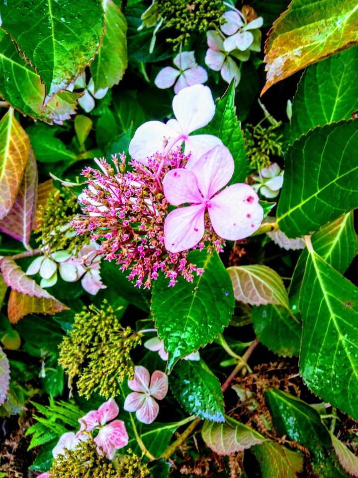 Pink and green