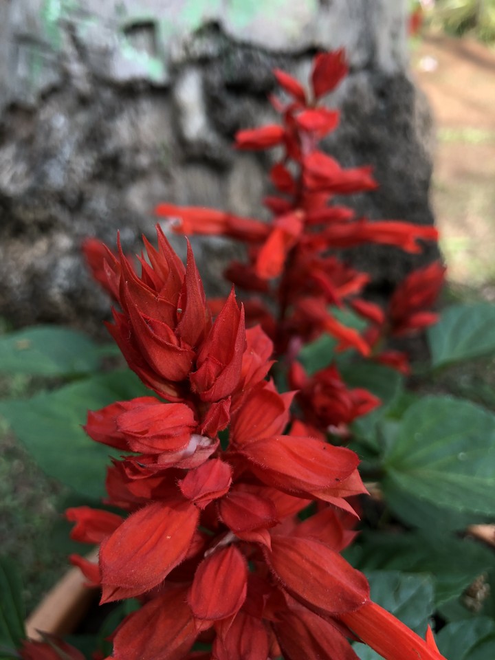 Red photography
