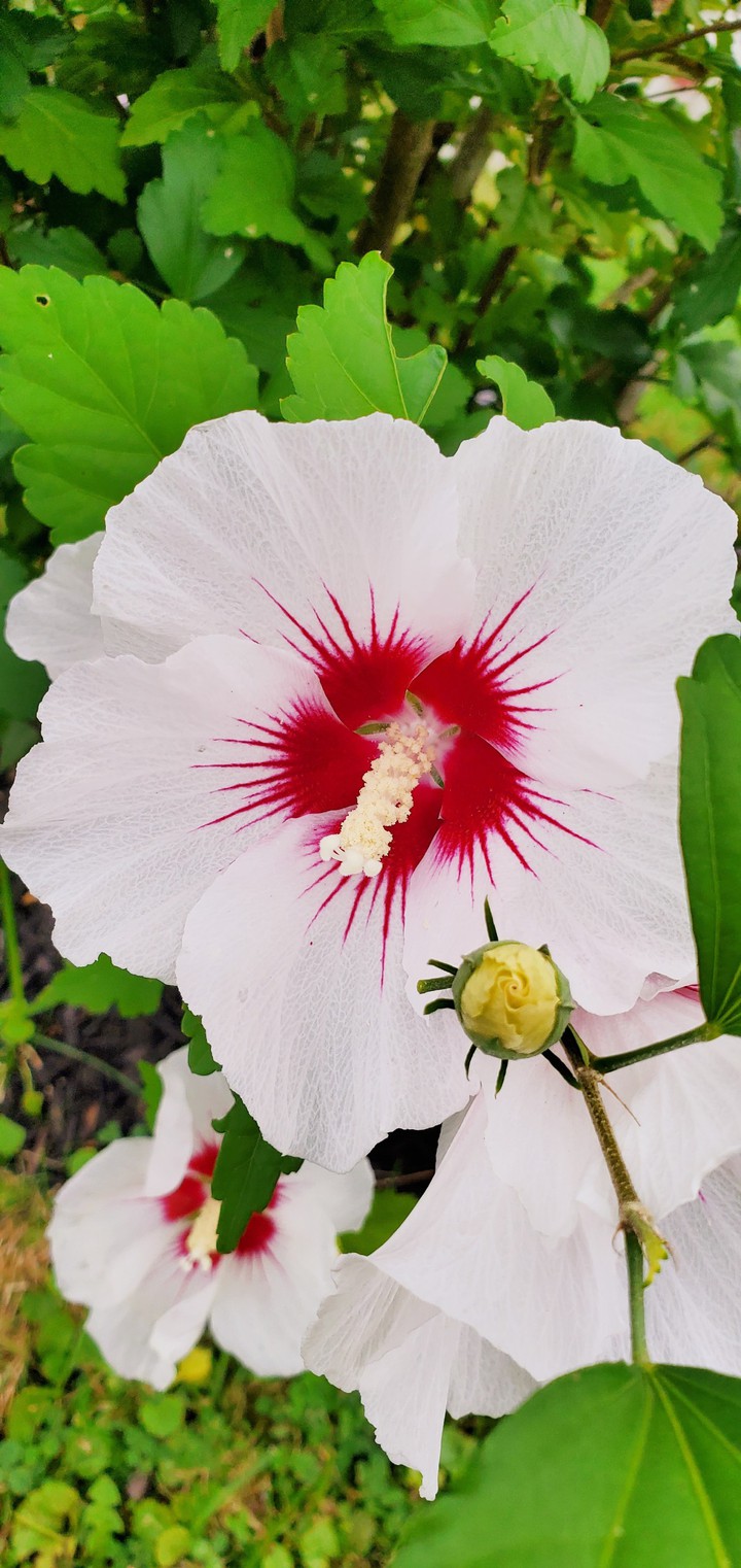 Rose of Sharon