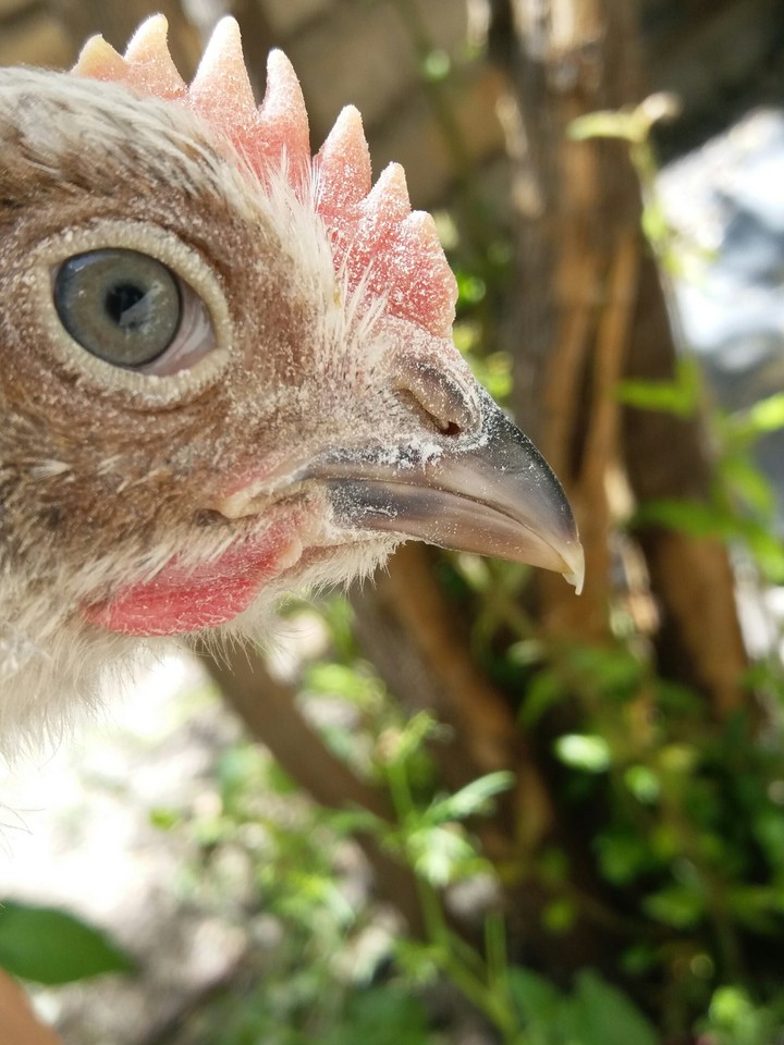 cock