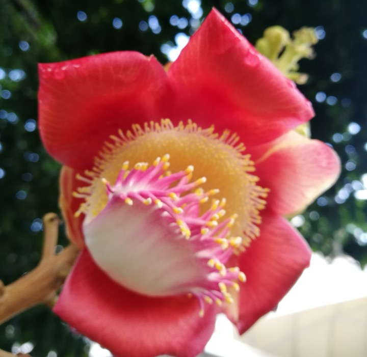 my flowers