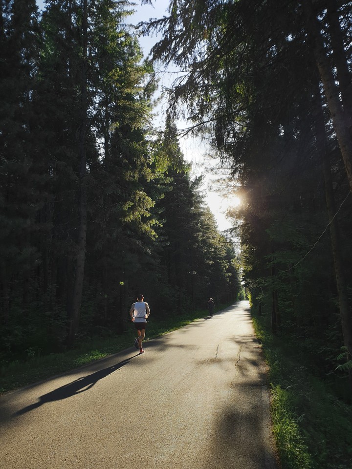 forest