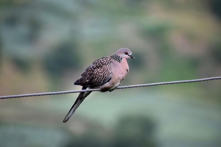 #Dotted Dove