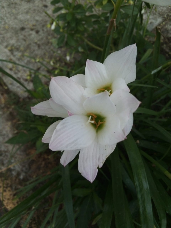 blancas
