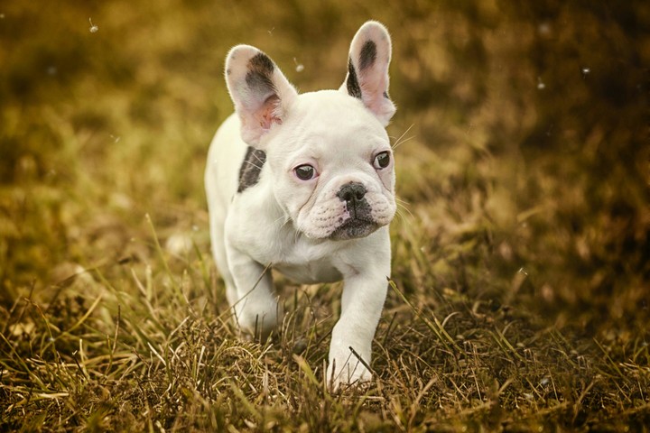 cute dog baby