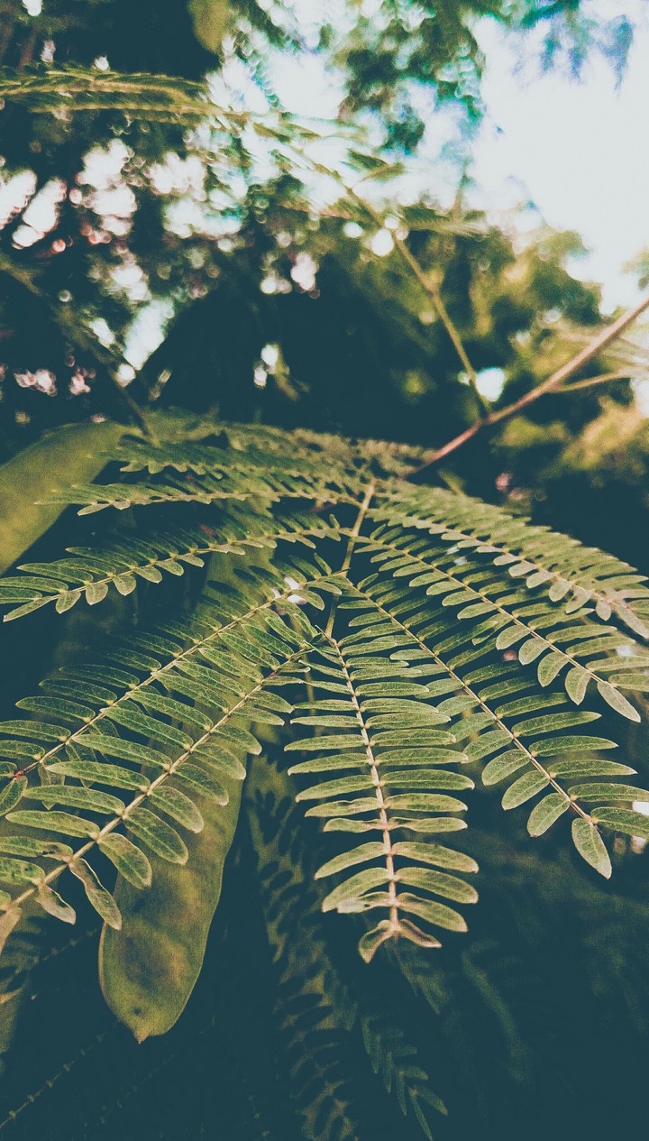 leaves