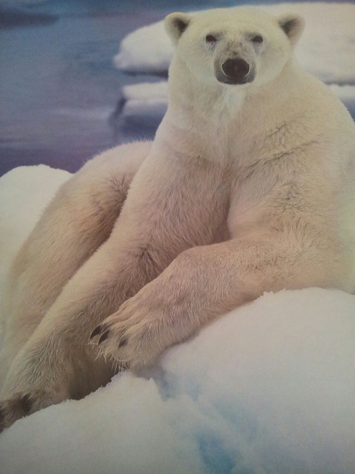 Eisbär