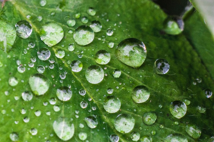 Leaf with Drops