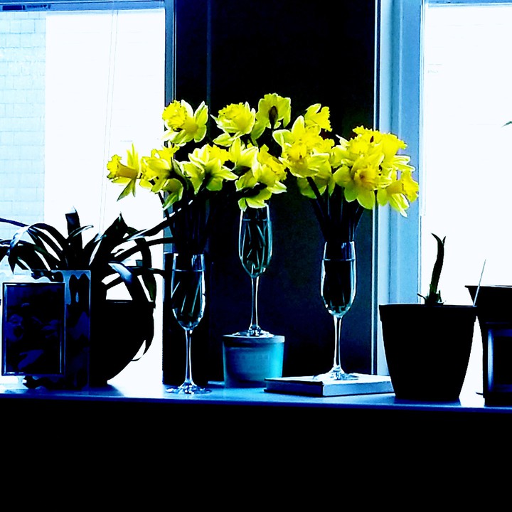 Daffodils