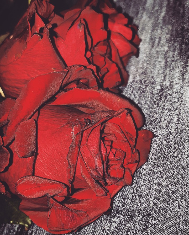 rose's red passion