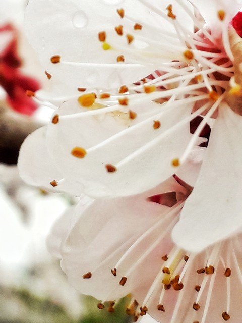 papéis de parede pink, blossom