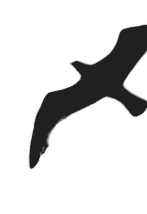 ANOTHER SEAGULL
