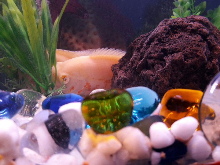Oscar fishes..