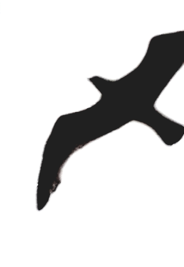 ANOTHER SEAGULL