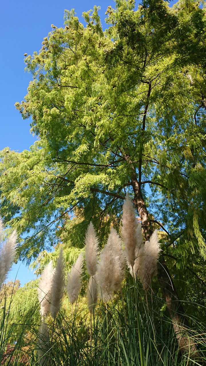 autumn