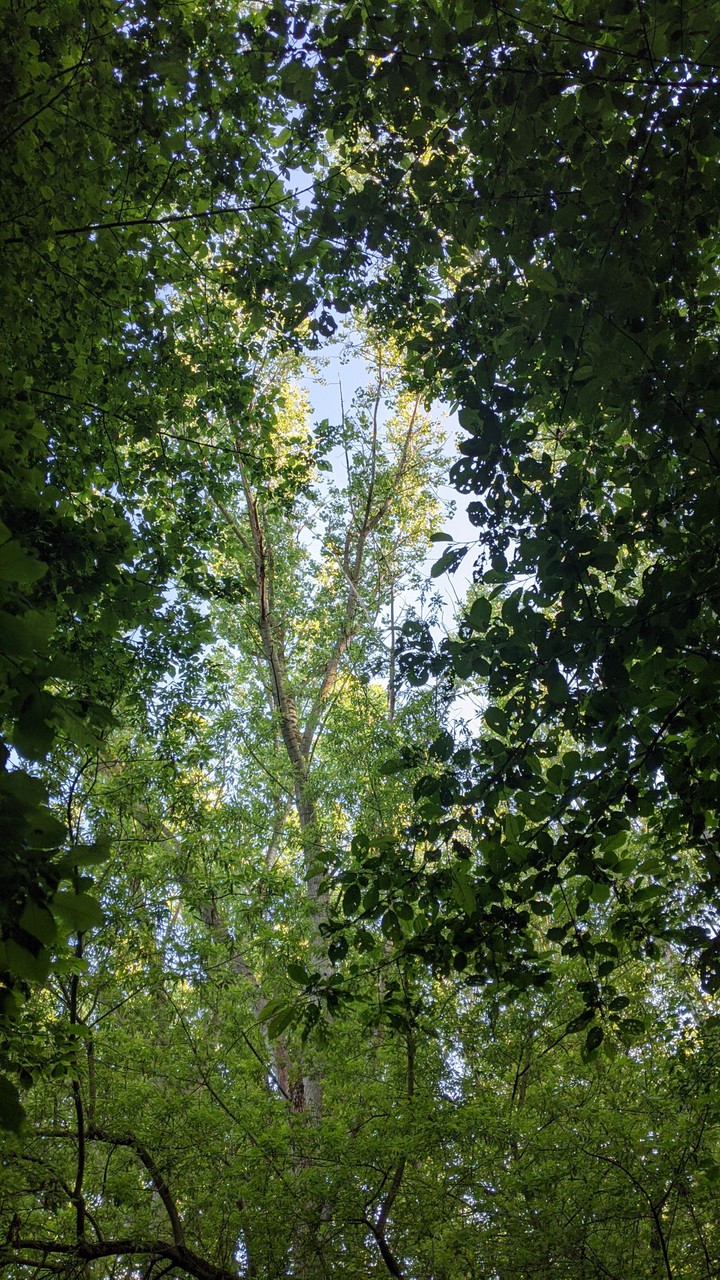 natürlich