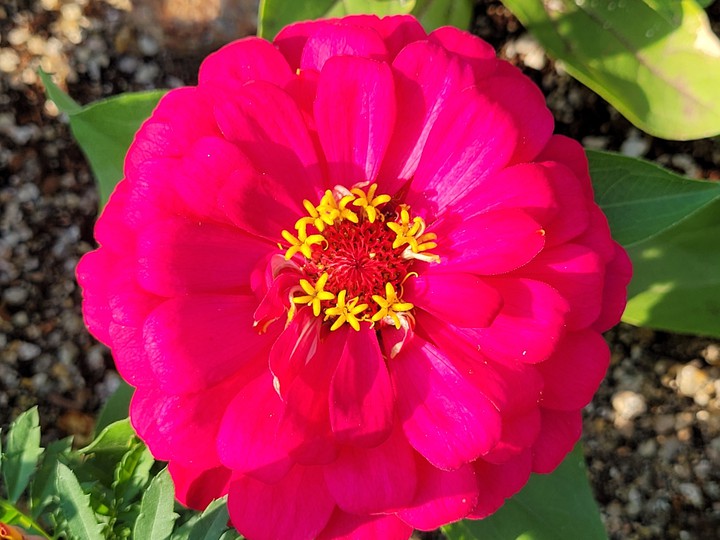 flower