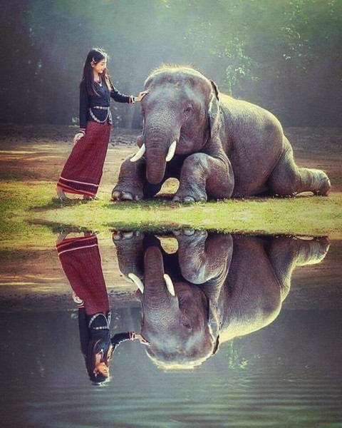 #éléphant