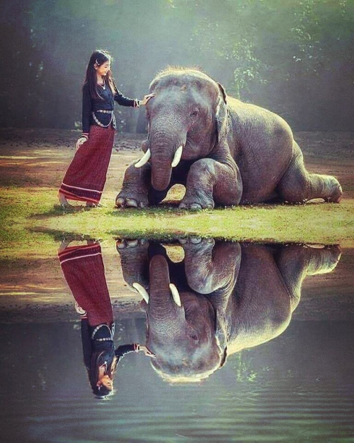 #éléphant