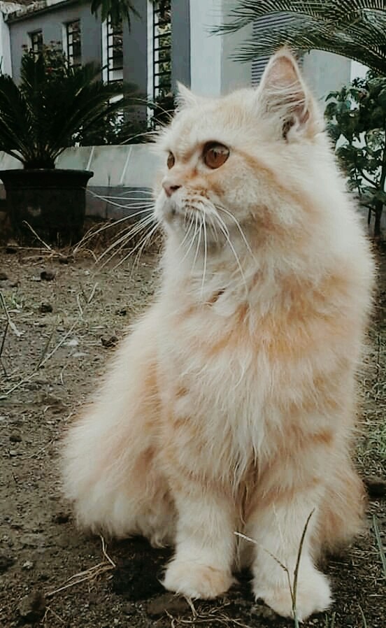 leo