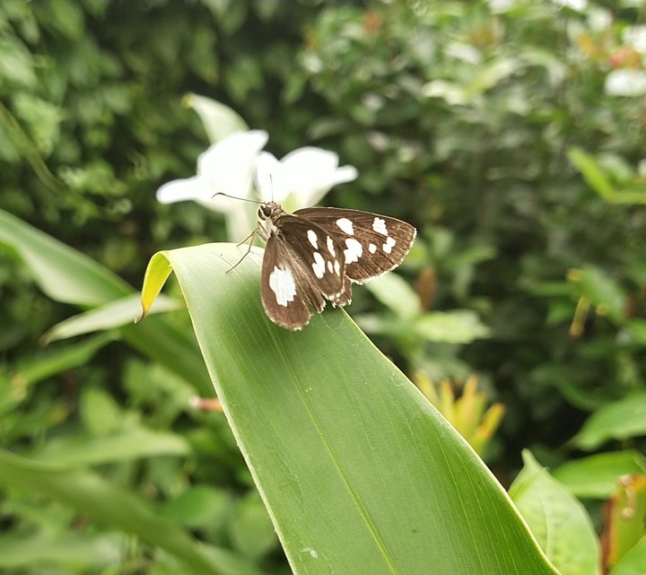 butterfly