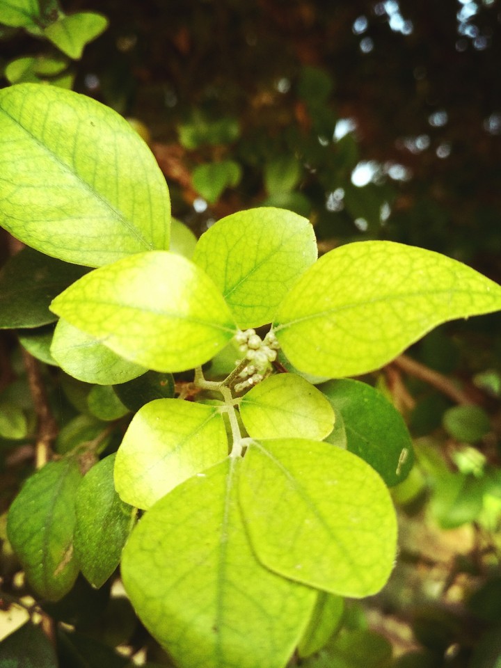 flower leaves