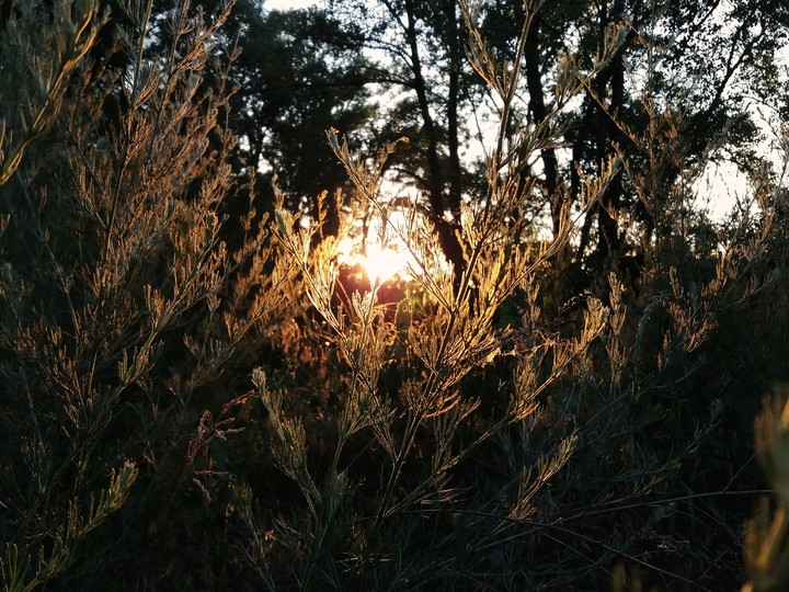 through the plants