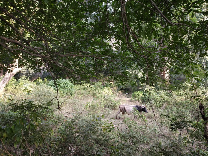 forest