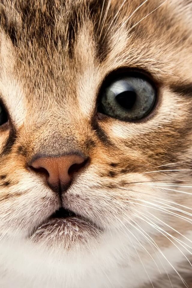 котик