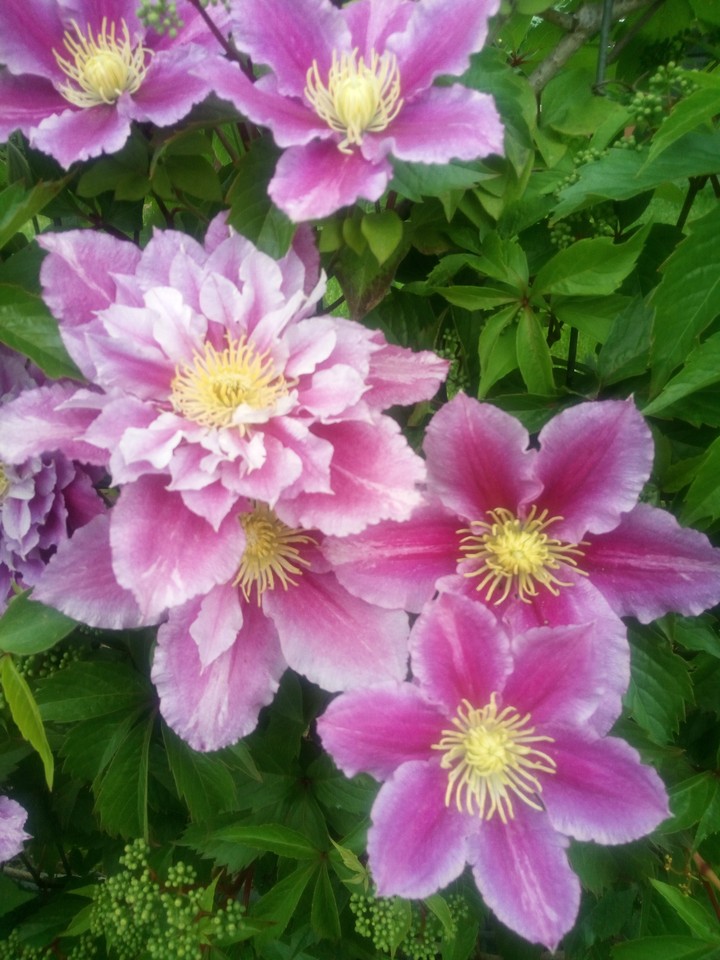 Blumen