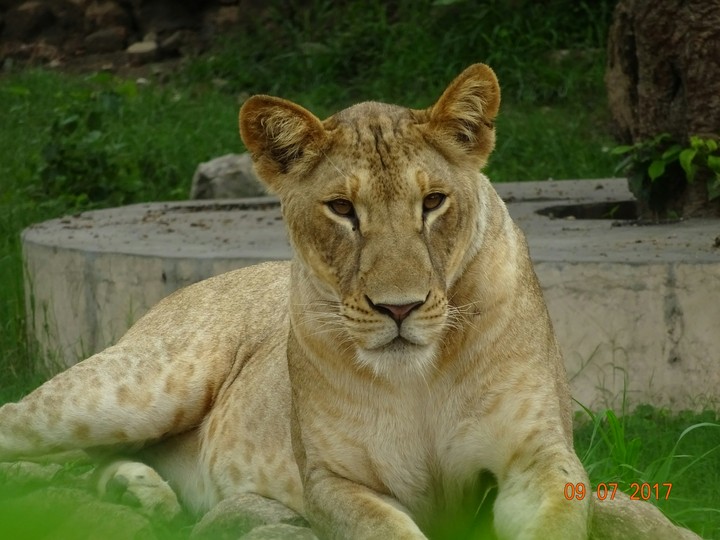 Lion(cub)