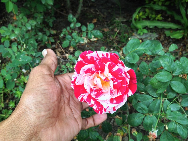Rose