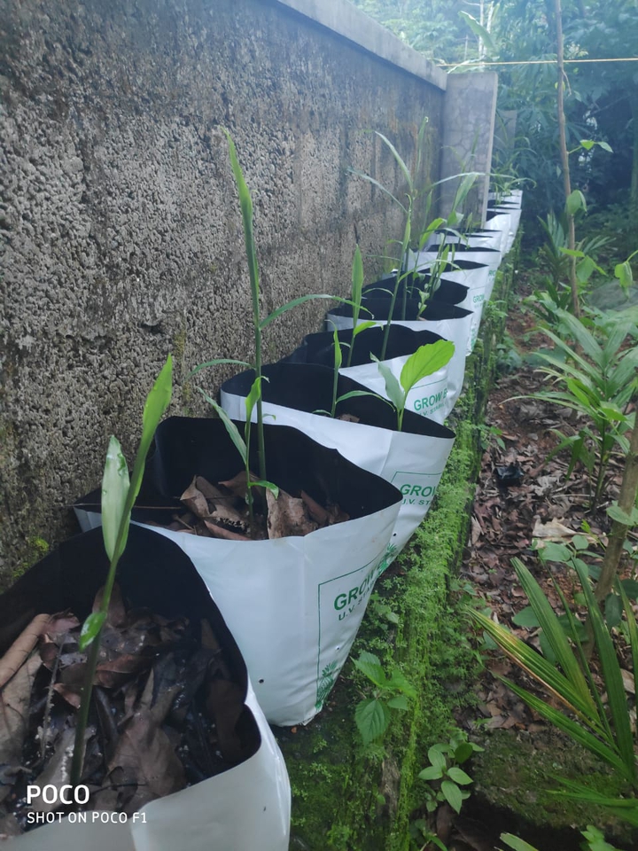 life of a plant