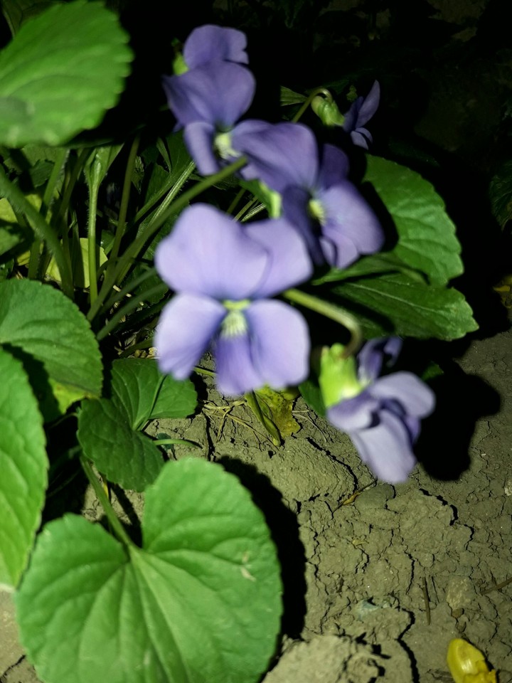 Viola