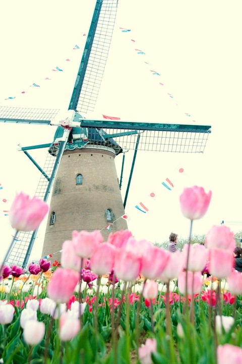 Tulip